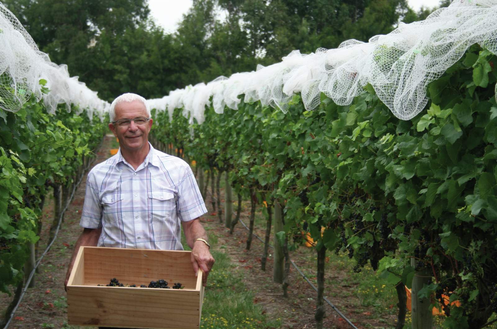 Sauvignon Blanc Marlborough | E-shop Global Wines & Spirits