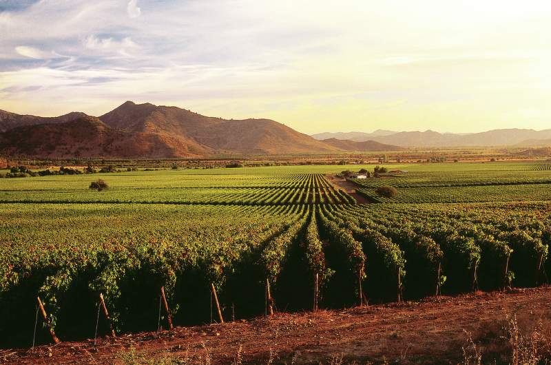 Montes Wines Estate