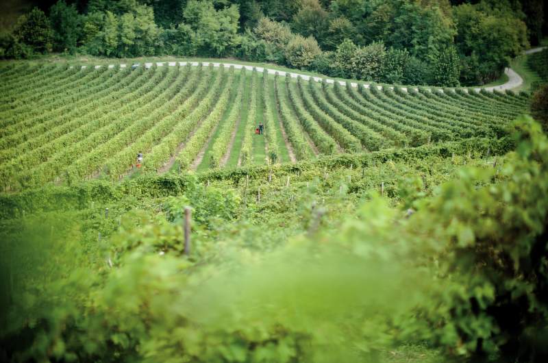 Farnese Vini, Abruzzo