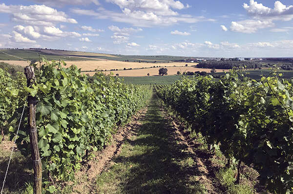 Vinařství Jaroslav Springer