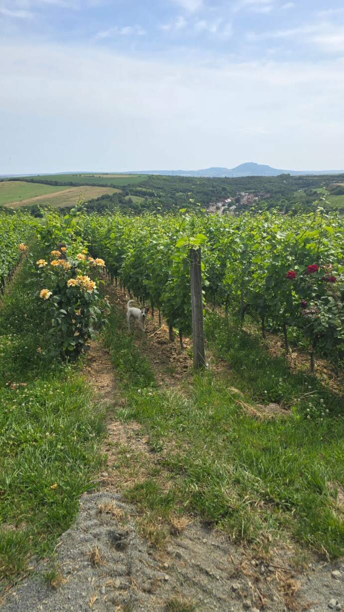 Vinice Ebeny